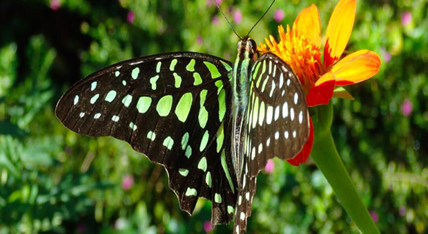 Dream Butterfly Garden Boutique Villa